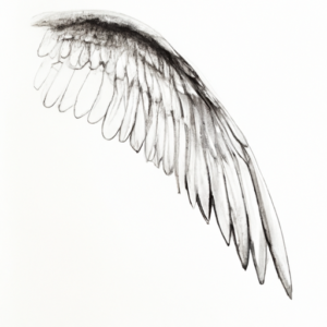 how to draw wings 101 2