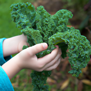 how to harvest kale 2