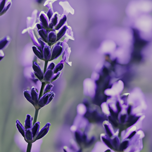 when to harvest lavender 2