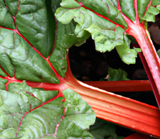 When to harvest rhubarb