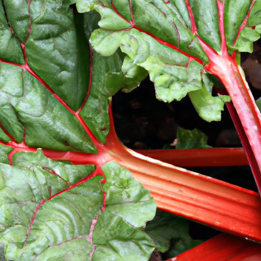 When to harvest rhubarb