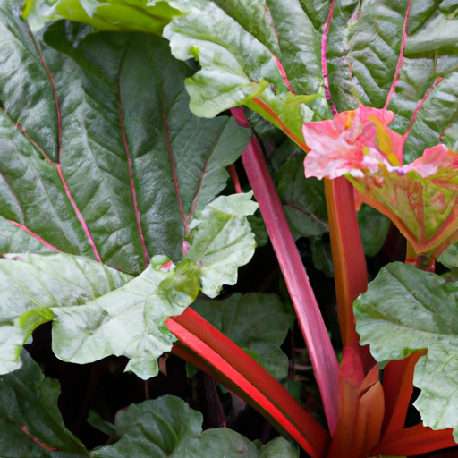 When to harvest rhubarb